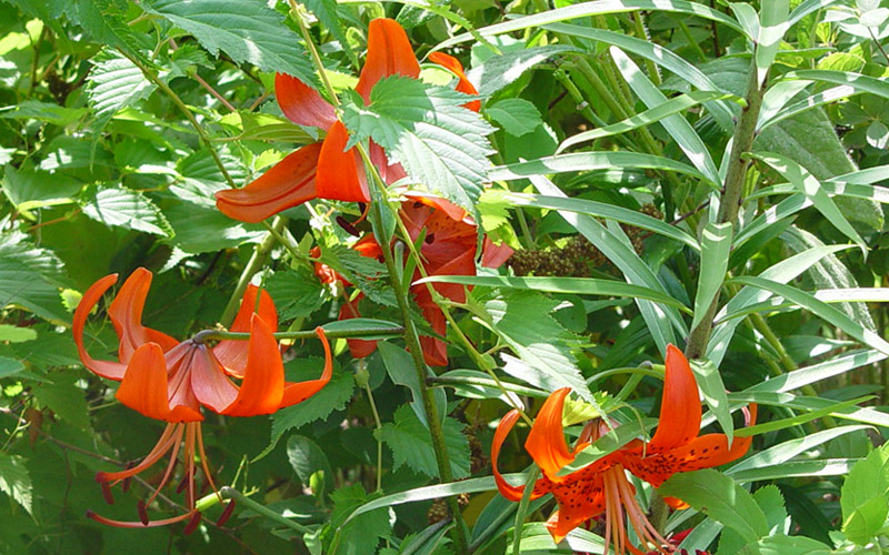 Choroby i szkodniki lilii ogrodowych