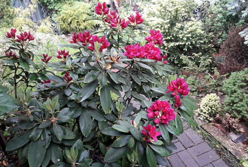 rododendron