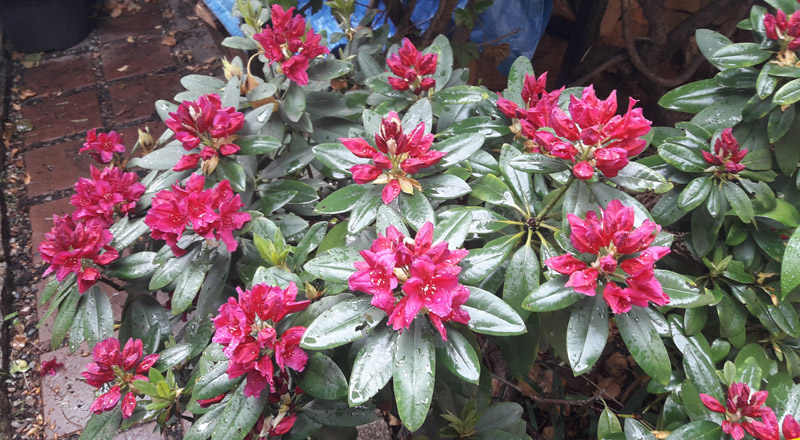 rododendron