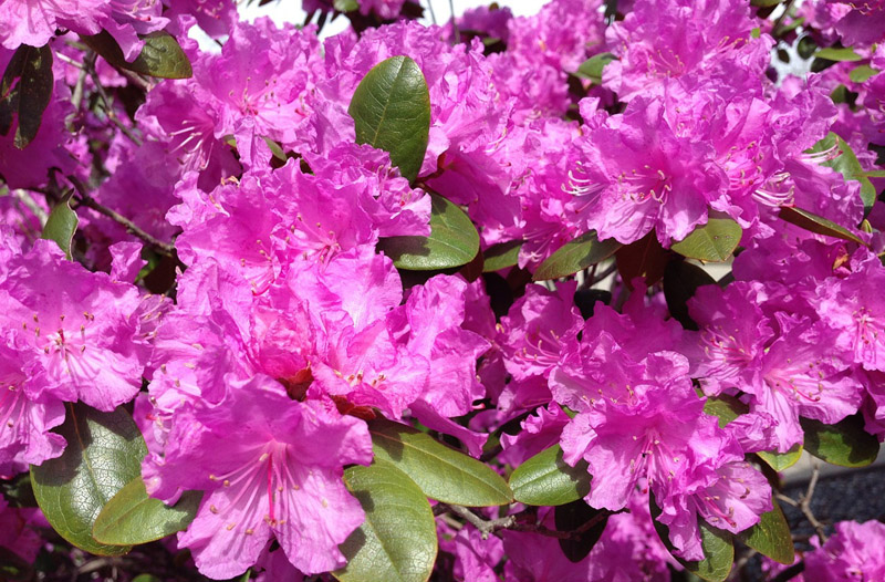 rododendron