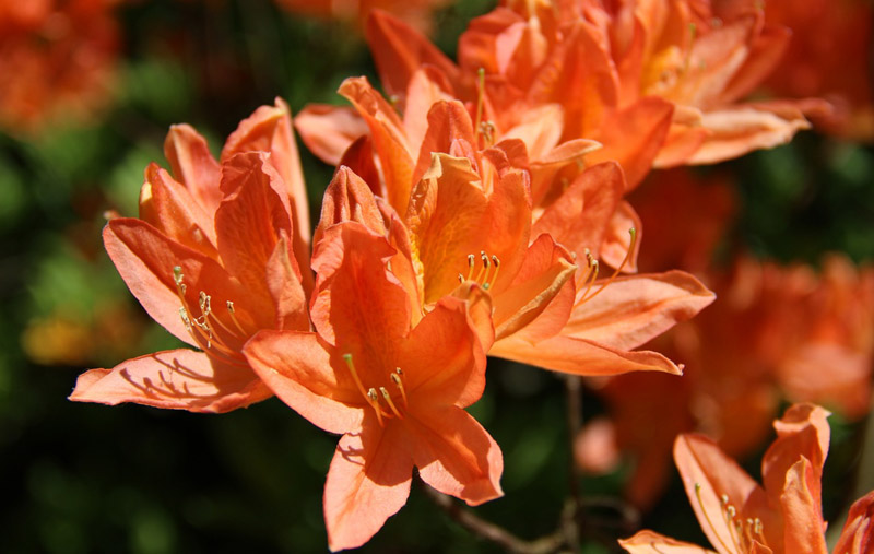 rododendron