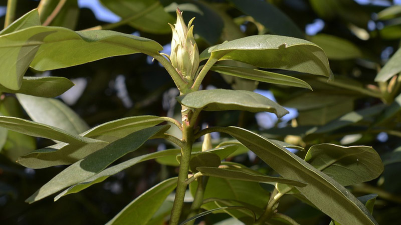 rododendron