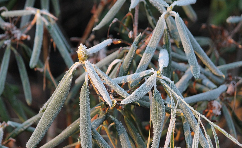 rododendron