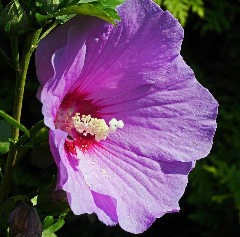 hibiskus