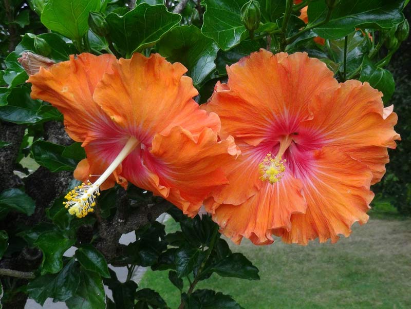 hibiskus