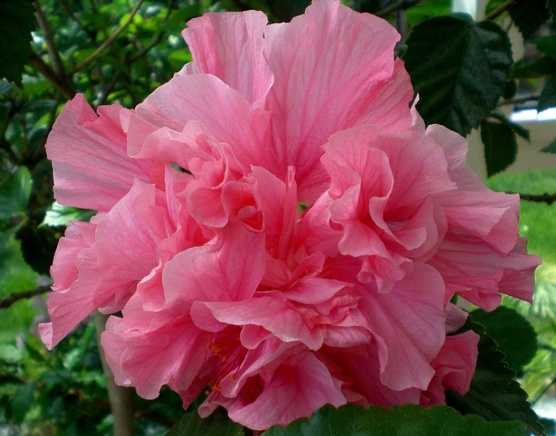 hibiskus