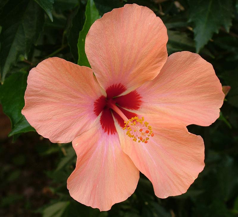 hibiskus