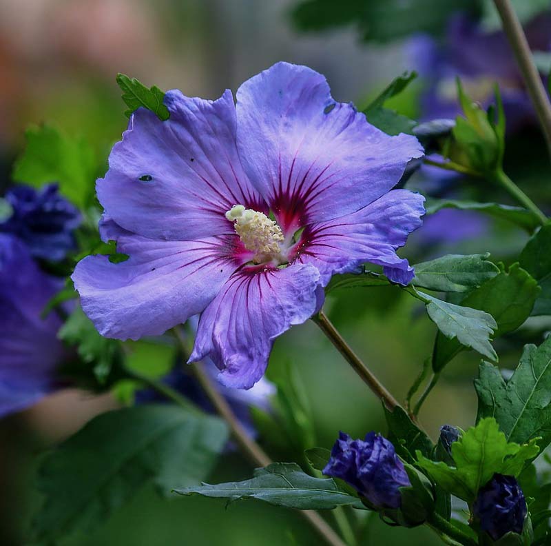 hibiskus