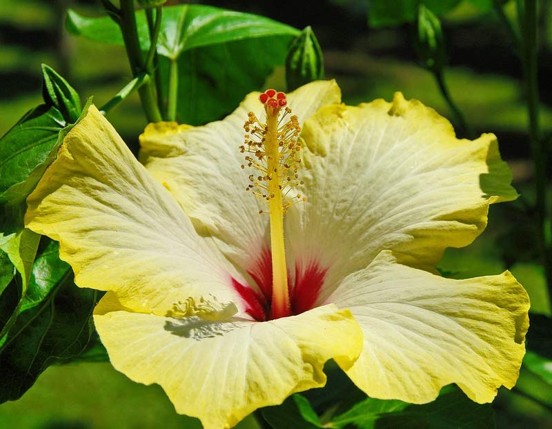 hibiskus