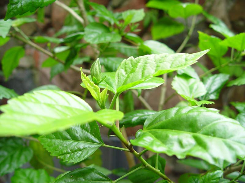 hibiskus