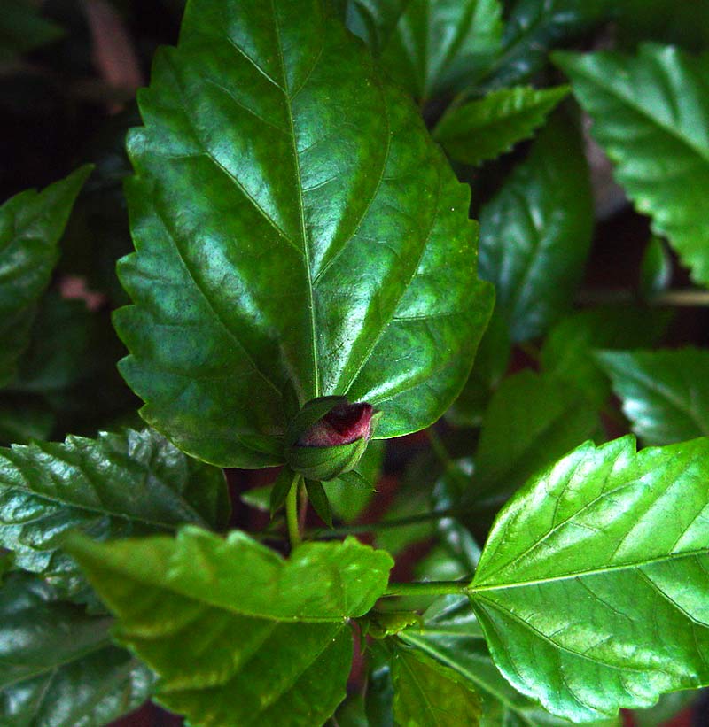 hibiskus