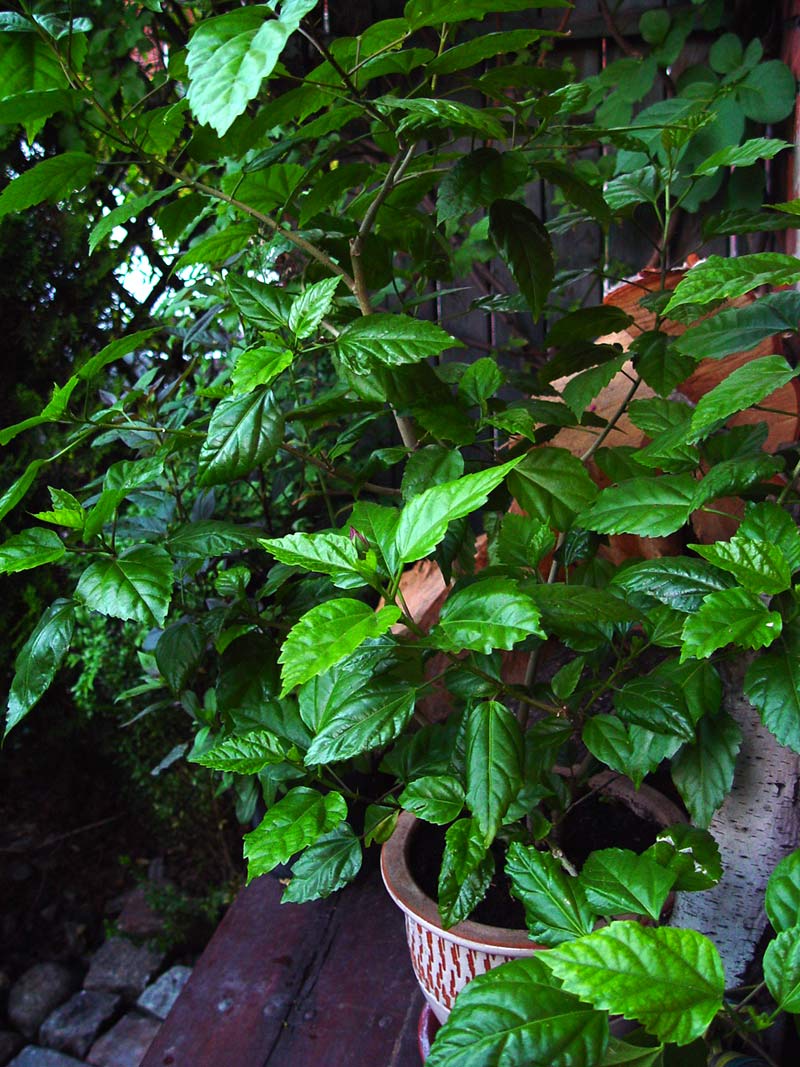 hibiskus