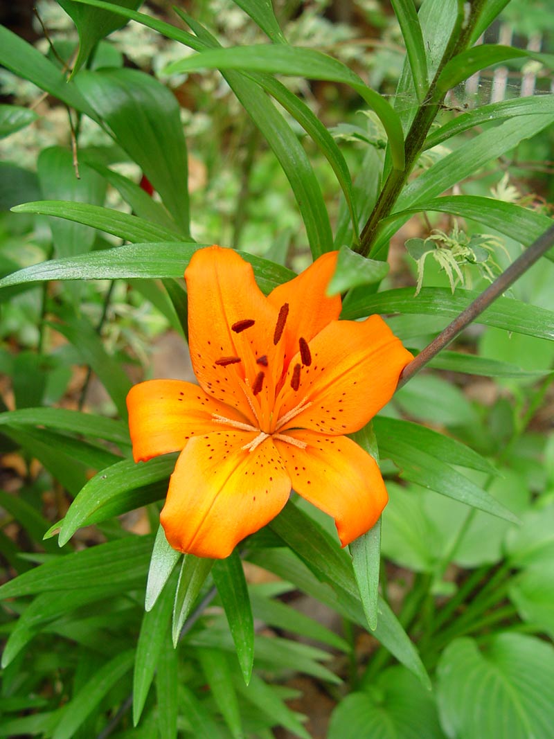Lilia pomarańczowa