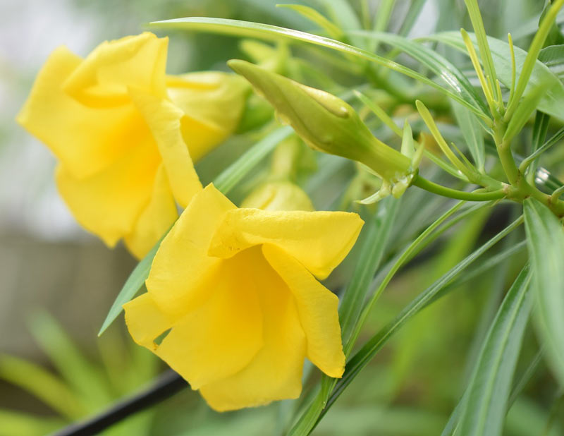 oleander żółty
