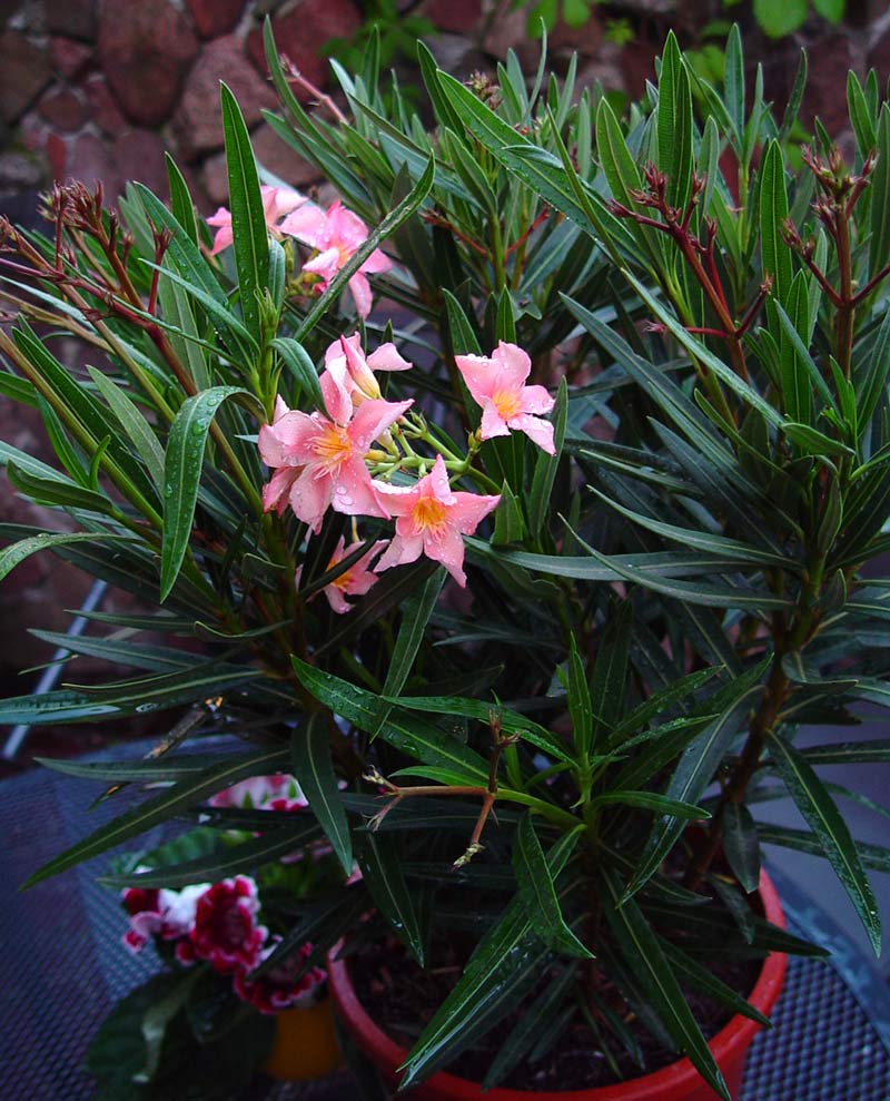 oleander