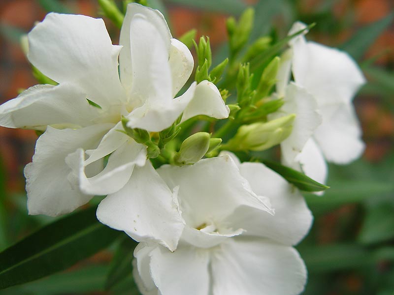 Oleander biały