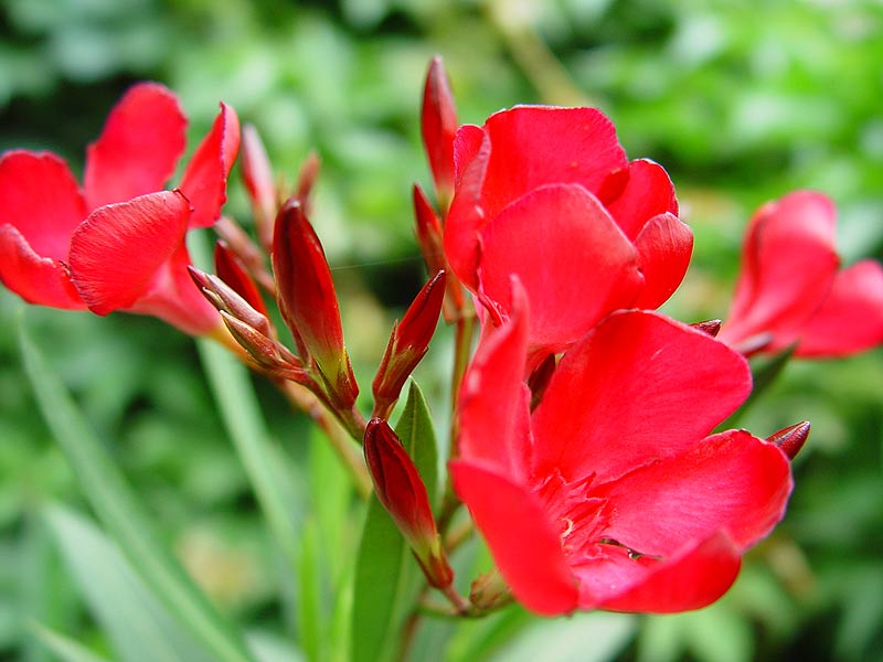 Oleander czerwony