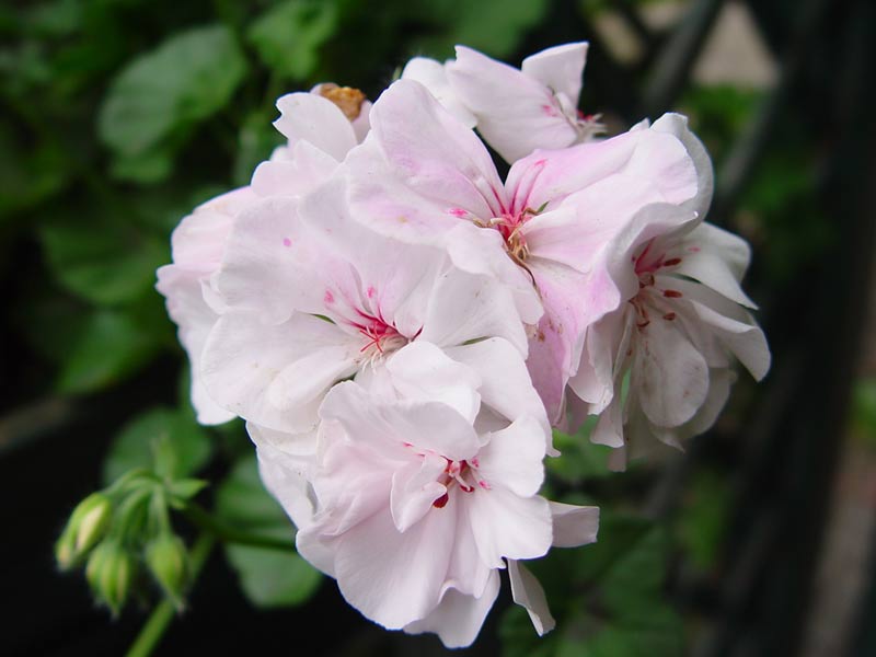 Pelargonia