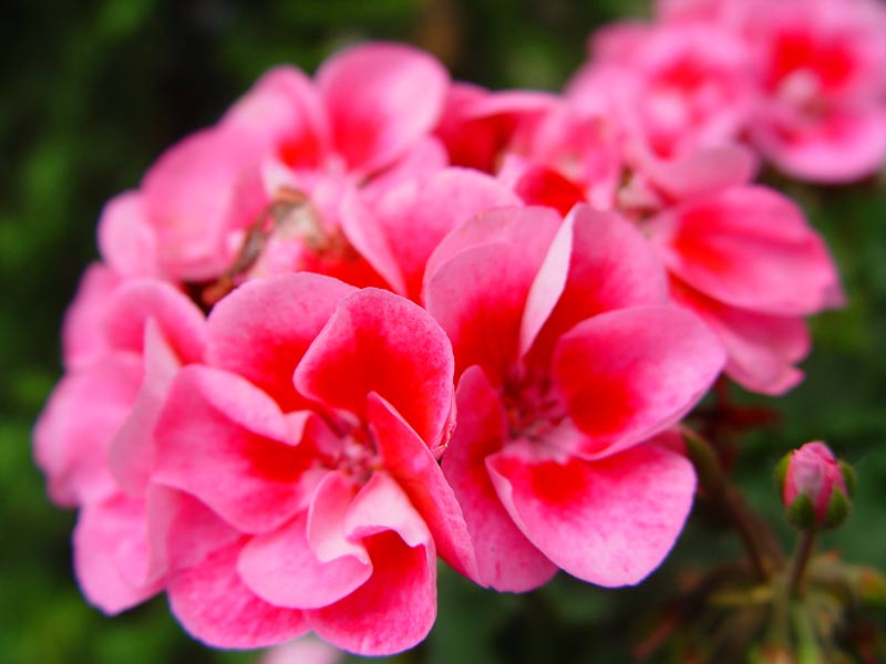 pelargonia różowa