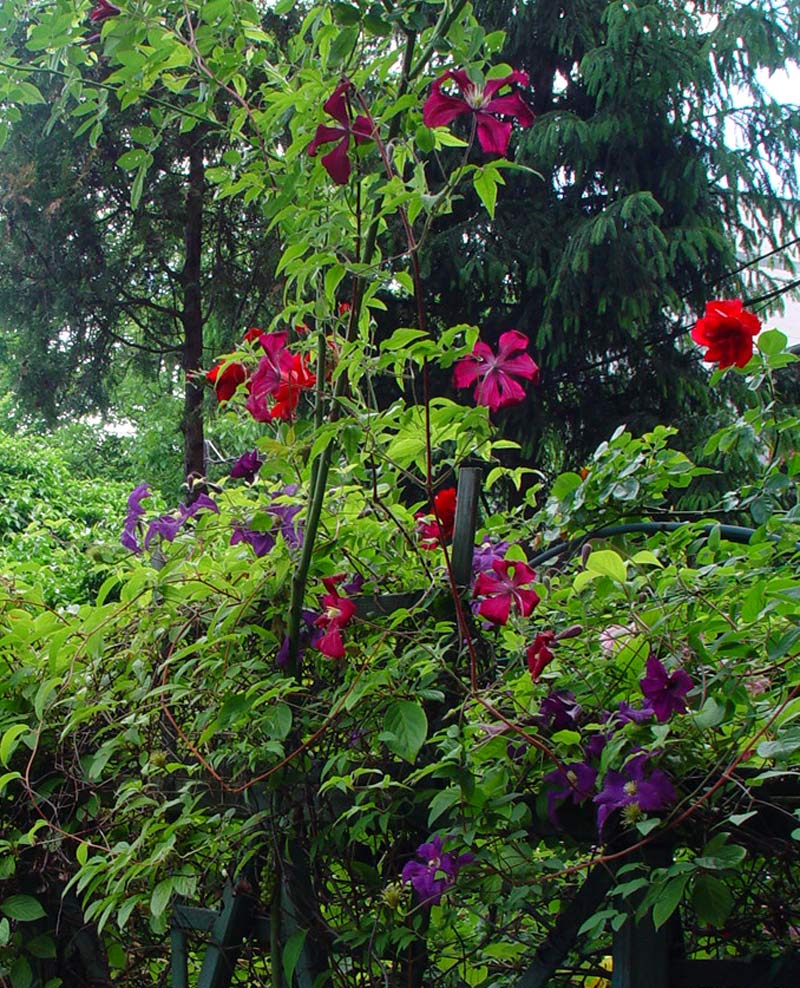 powojnik clematis w ogrodzie