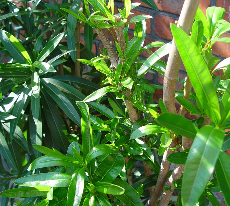oleander przycinanie