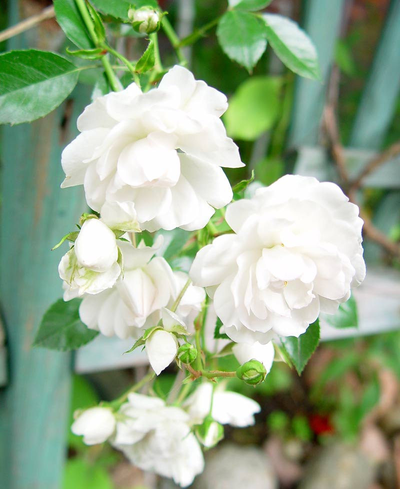 Róża płożąca biała