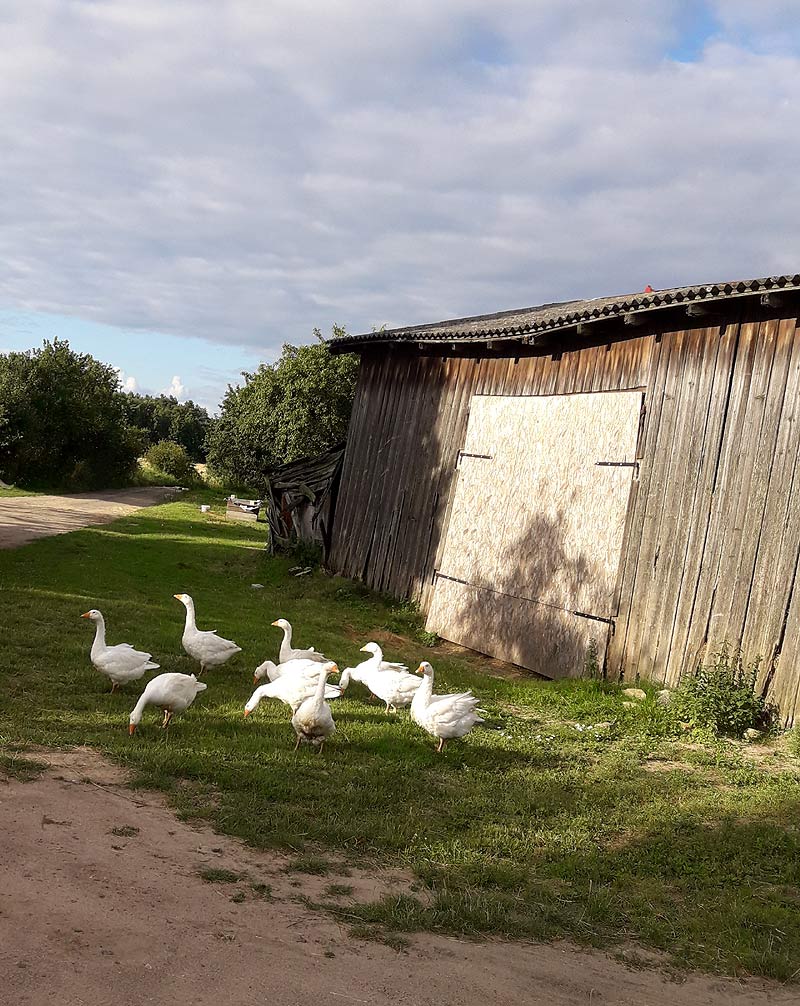 gęsi wiejskie klimaty