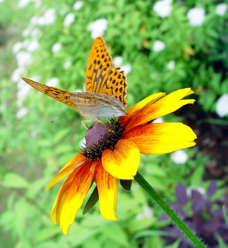 perłowiec malinowiec (Argynnis paphia)