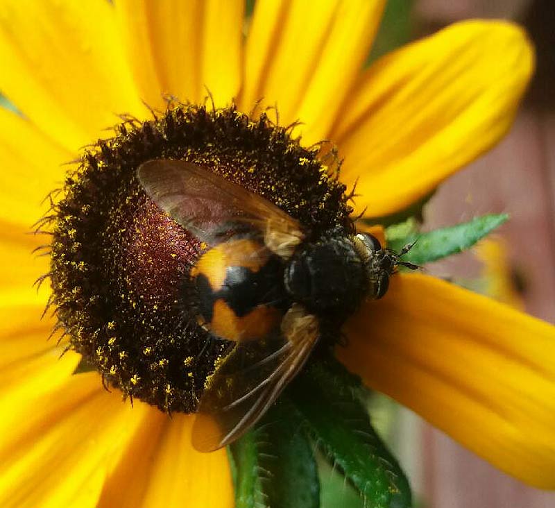 rączyca rdzawa (Tachina fera)