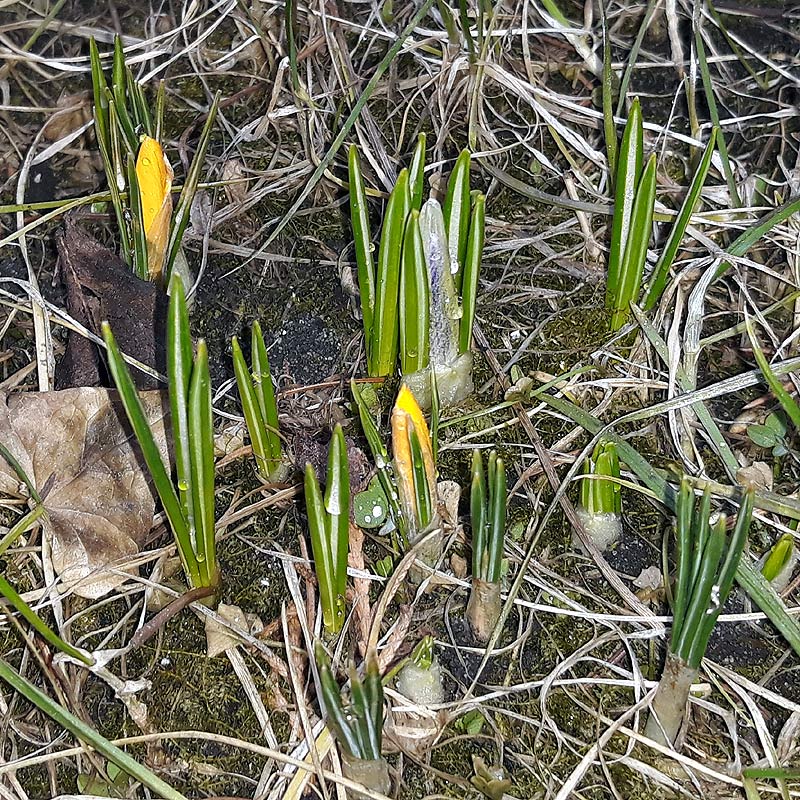 krokusy wiosną