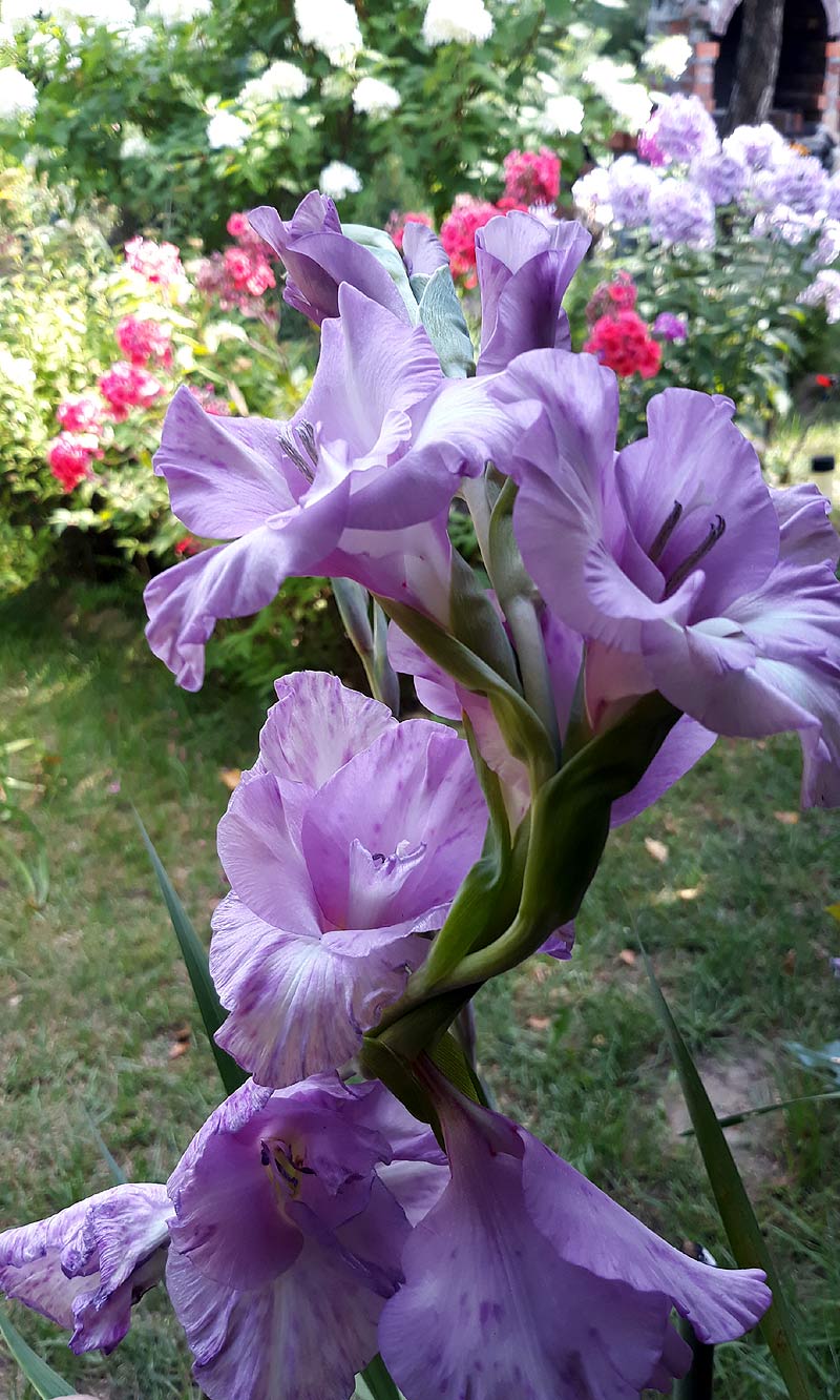 gladiole