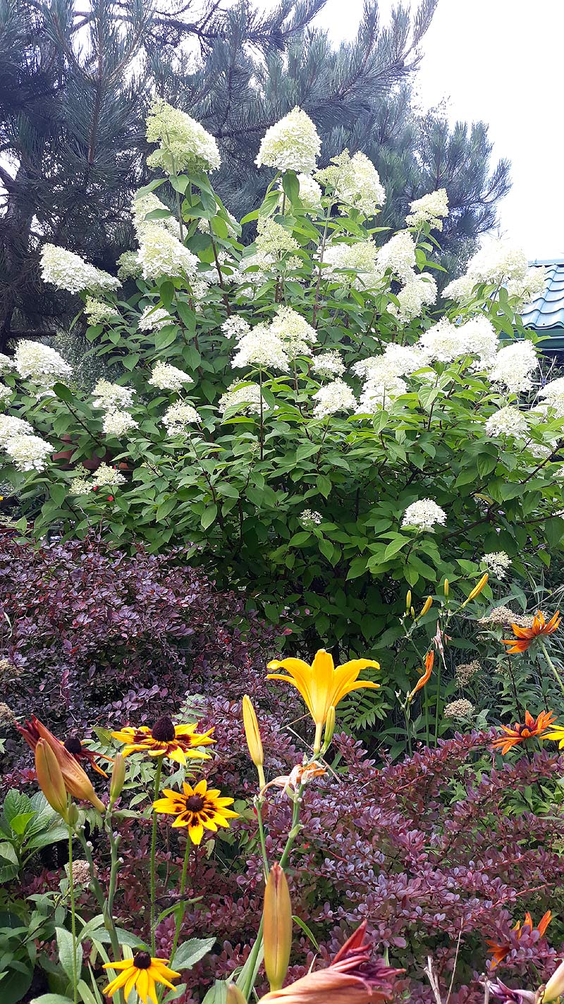 hortensja wielkokwiatowa