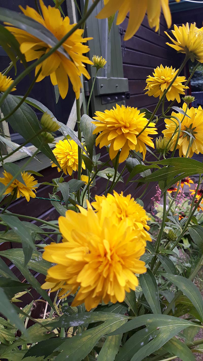 rudbekia