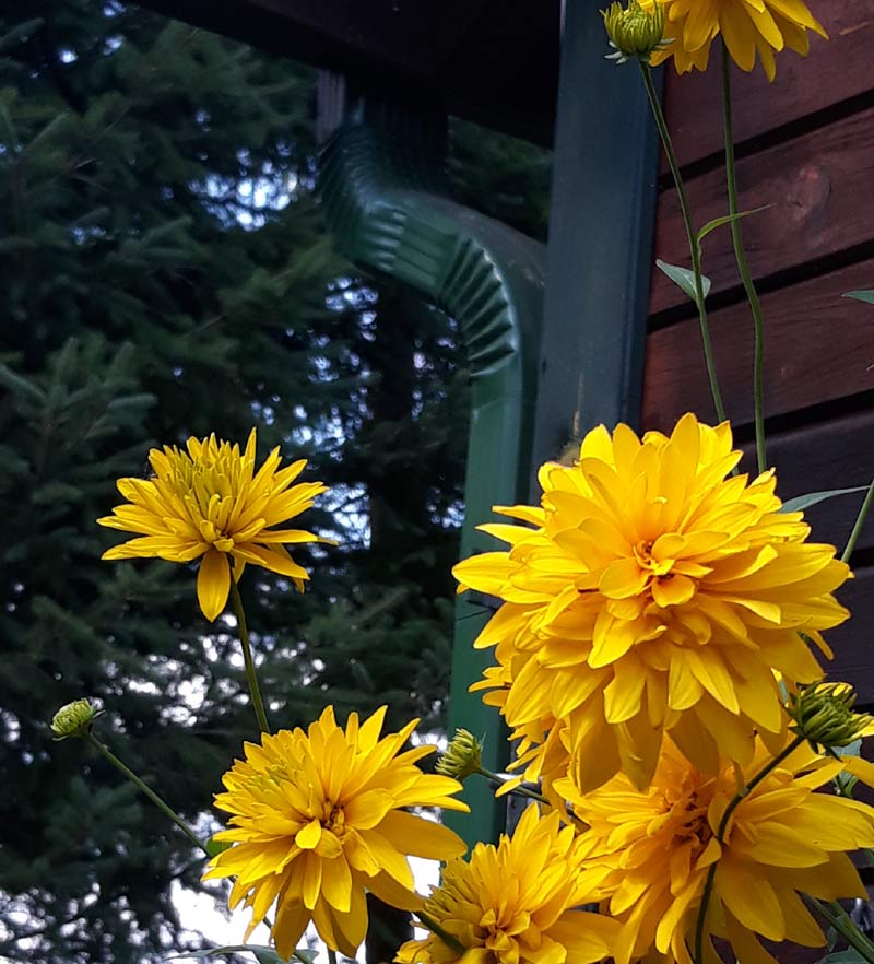 rudbekia