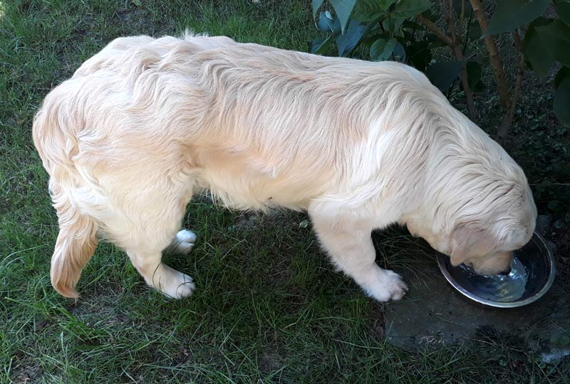 golden retriever