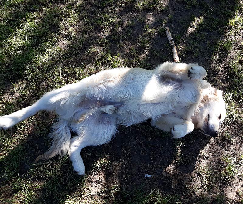 golden retriever Fargo