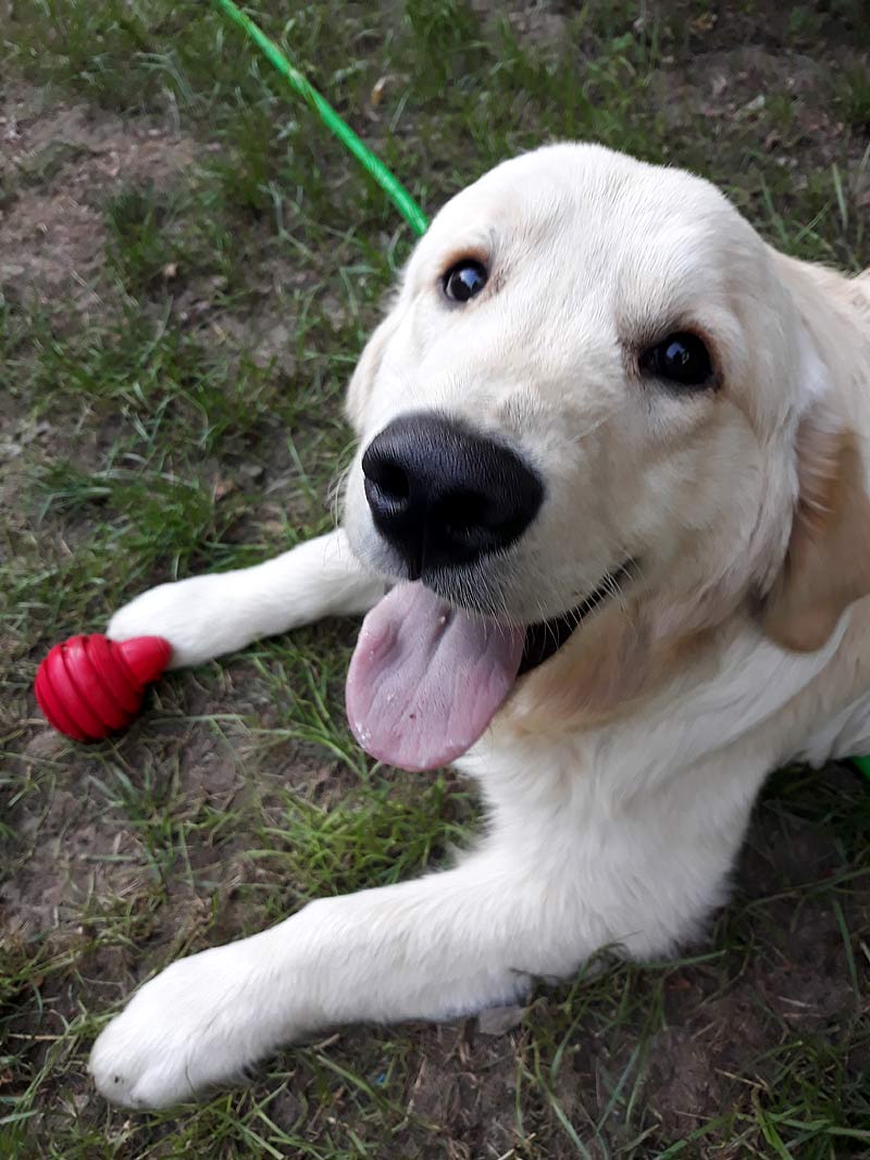 golden retriever Fargo