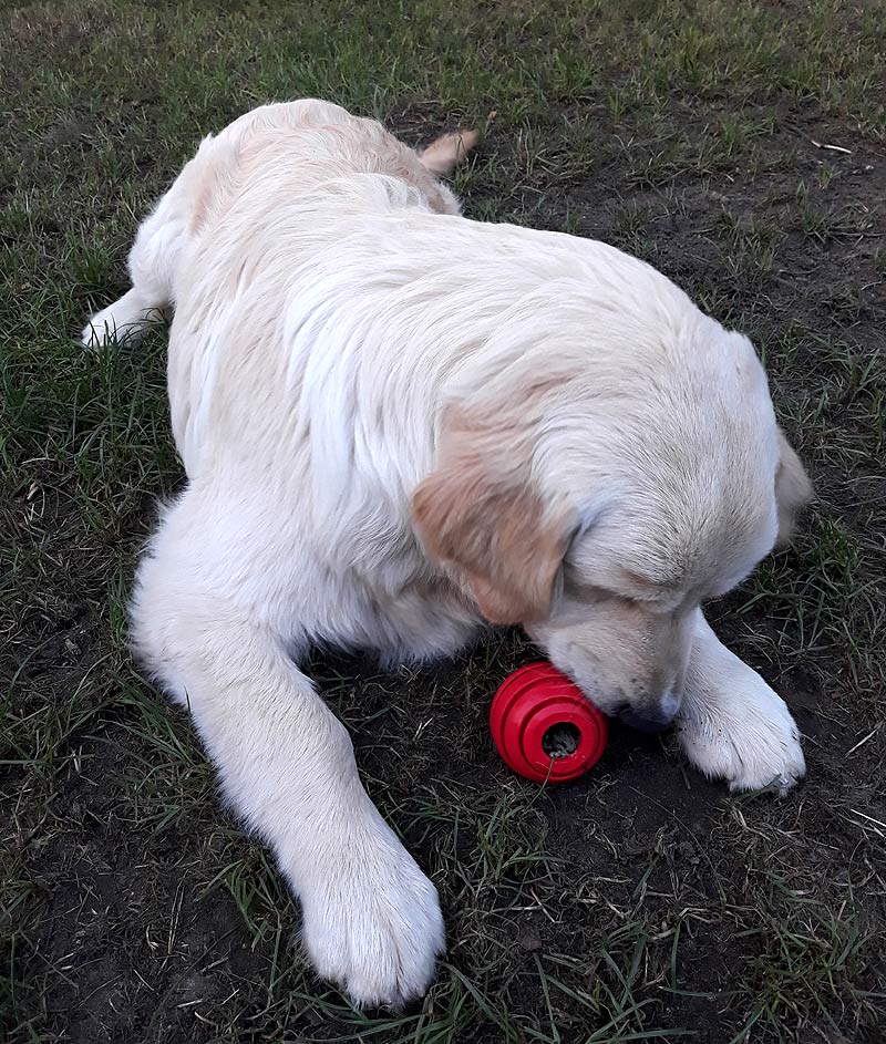 golden retriever Fargo