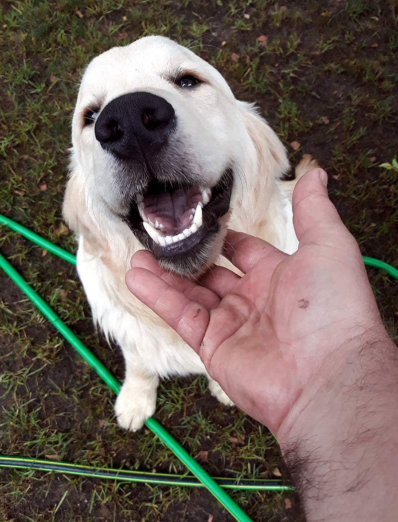 golden retriever- duży łobuziak