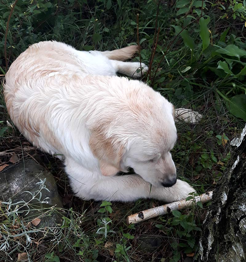 golden retriever lubi aportować