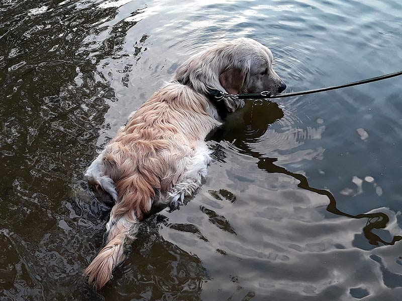 golden retriever lubi wodę