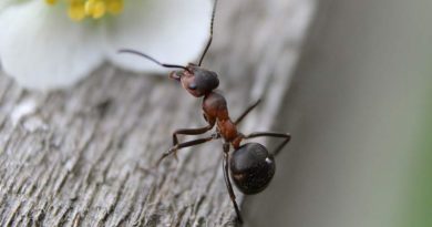 Jak pozbyć się mrówek w ogrodzie
