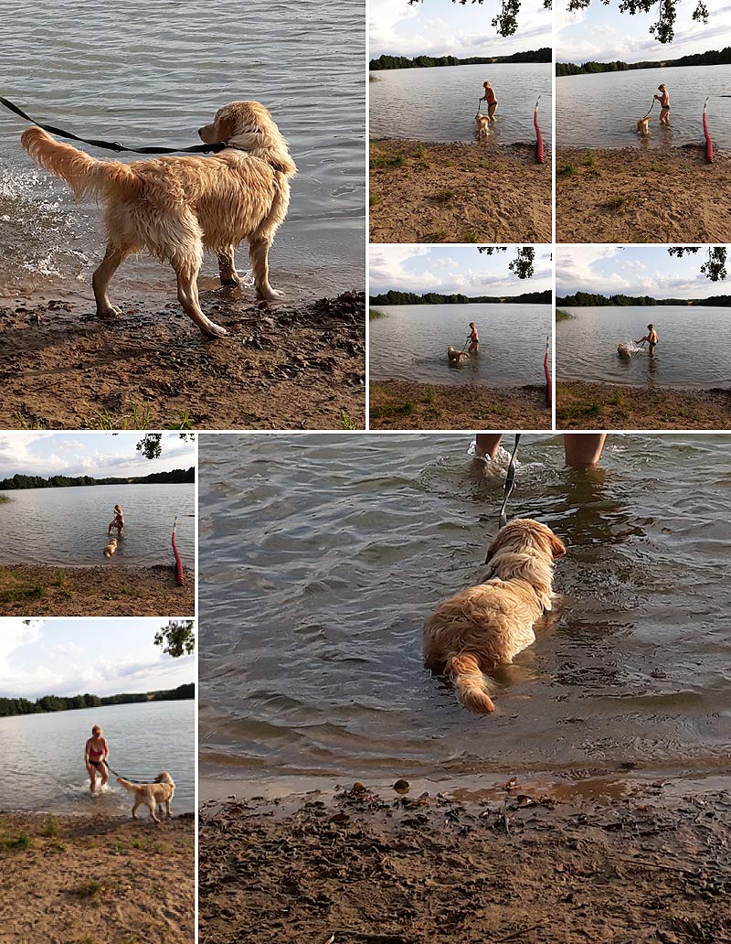 rasa golden retriever - pies wodny