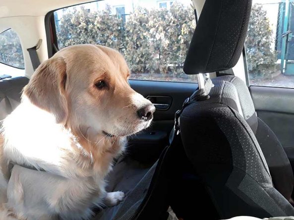 Jak przewozić psa w samochodzie? Poradnik dla poszukujących