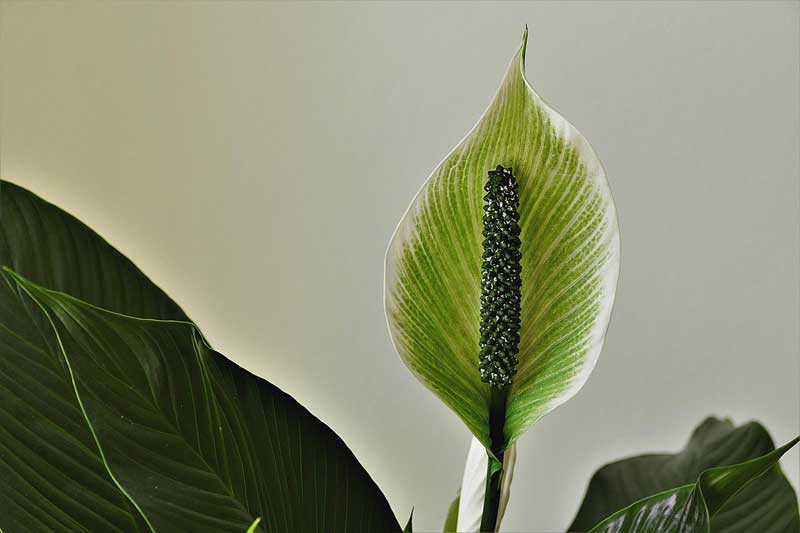 spathiphyllum