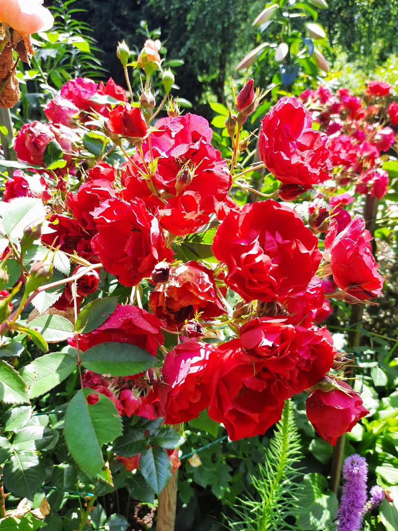 wiejski ogród kwiatowy - róża