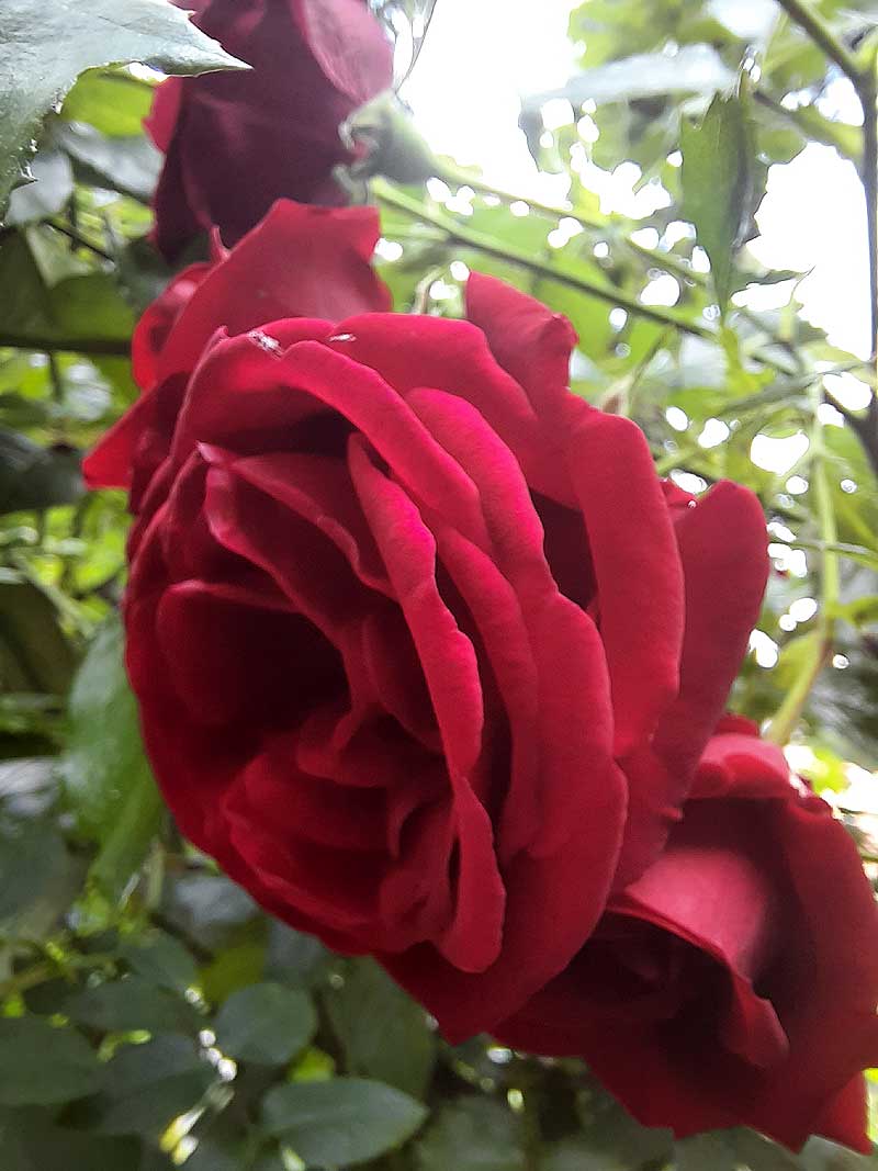 wiejski ogród kwiatowy - róża