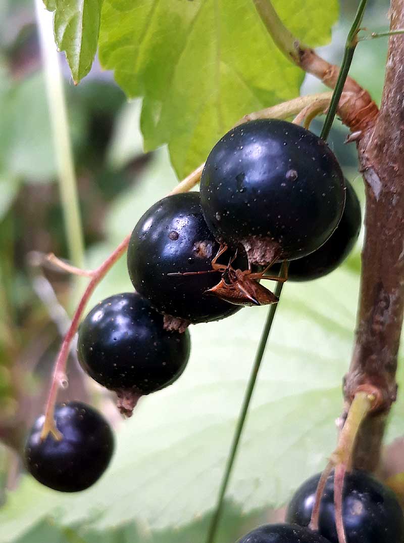 porzeczka czarna