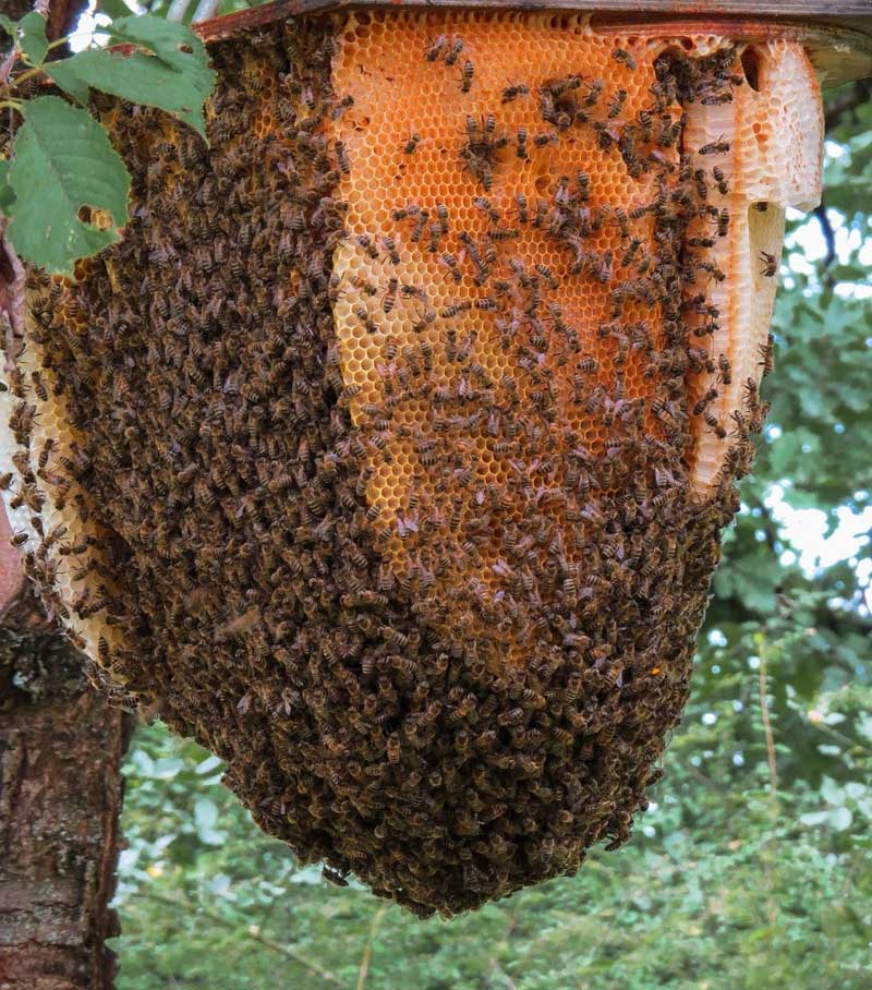 miód pszczeli