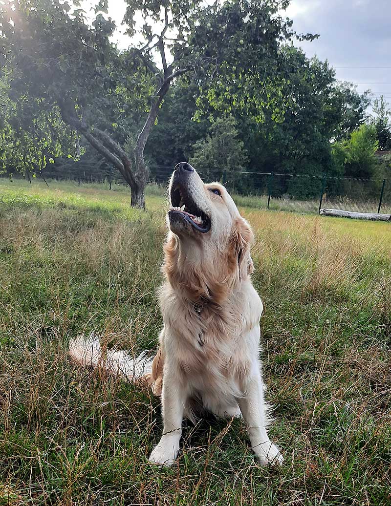 Fargo, golden retriever